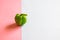 One Green bell pepper on the two colored card sheets background with selective focus and copy space