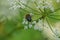 One green brown chafer beetle sits on a white flowers