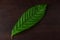 One green cacao leaf
