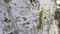 One green caterpillar with black dots crawling along a birch trunk