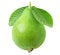 One green isolated guava fruit