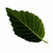 One green leaf of a karagach isolated on a white background, the underside of a leaf