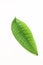 One Green Money Tree Pachira Leaf