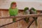One green parrot sits on rope. Two other parrots kisses behind his back