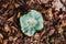 One green Russula Virescens isolated among brown leaves