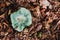 One green Russula Virescens isolated among brown leaves