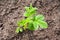 One green sapling raspberry bush on freshly dug ground.