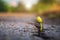 One green young seed of tree growing from cracks of asphalt road