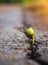 One green young seed of tree growing from cracks of asphalt road