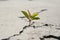 One green young seed of tree growing from cracks of asphalt road. Environment concept