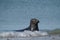 One Grey Seal, swimming in the sea with head above water. On the beach inside sea waves