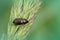 One of the ground beetles , Amara , on a grass blade