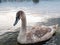 One grown cygnet with grey feathers in a river. Cloudy sky in the background. Selective focus