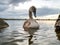 One grown cygnet with grey feathers in a river. Cloudy sky in the background. Selective focus