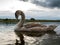 One grown cygnet with grey feathers in a river. Cloudy sky in the background. Selective focus