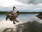 One grown cygnet with grey feathers in a river. Cloudy sky in the background. Selective focus