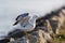 One gull on rocky dock taking off spreading wings