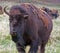 One and a half horned Bison Buffalo in Custer State Park in the Black Hills of South Dakota USA