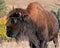 One and a half horned Bison Buffalo in Wind Cave National Park in the Black Hills of South Dakota USA