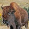 One and a half horned Bison Buffalo in Wind Cave National Park in the Black Hills of South Dakota USA