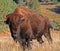 One and a half horned Bison Buffalo in Wind Cave National Park in the Black Hills of South Dakota USA