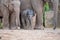 One and a half week old baby asian elephant