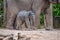 One and a half week old baby asian elephant