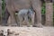 One and a half week old baby asian elephant