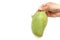 One hand handle mango on white background isolated