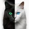 On one hand, head of black cat, on other hand, head of white cat, close-up, symbol of unity of opposites, yin and yang,