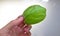 One hand holding a fresh green Basil leaf