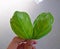 One hand holding two fresh green Basil leaves