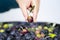 One hand takes in the hands of the olives that have just fallen from the tree for the production of extra virgin olive oil produce