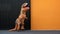 One happy and funny dinosaur costume dancing in the street with a orange colorful background - t-rex having fun - funny man inside