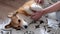 One happy Welsh Corgi puppy enjoy massage outdoor, young woman give her puppy massage