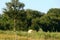 One hay roll in a mowed field. Trees, meadow and sky in the background