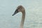 one head of a gray nestling bird of a swan