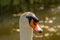 One head and neck part of a white swan and blurred background