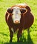 One hereford cow or bull standing alone on a farm pasture. Hairy animal isolated against green grass on a remote