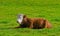 One hereford cow sitting alone on a farm pasture. Hairy animal isolated against green grass on a remote farmland and