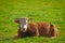 One hereford cow sitting alone on a farm pasture. Hairy animal isolated against green grass on a remote farmland and