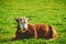 One hereford cow sitting alone on farm pasture. One hairy animal isolated against green grass on remote farmland and