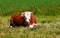 One hereford cow sitting alone on farm pasture. Portrait of hairy animal isolated against green grass on remote farmland