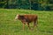 One hereford cow standing alone on farm pasture. One hairy animal against green grass on remote farmland and agriculture