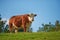 One hereford cow standing alone on farm pasture. One hairy animal isolated against green grass on remote farmland and