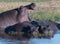 One hippo yawns, to show power over other prostrate hippos