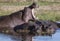 One hippo yawns, to show power over other prostrate hippos