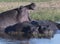 One hippo yawns, to show power over other prostrate hippos