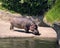 One Hippopotamus Near Water Edge