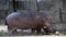 One of the Hippopotamus stands. with burred background